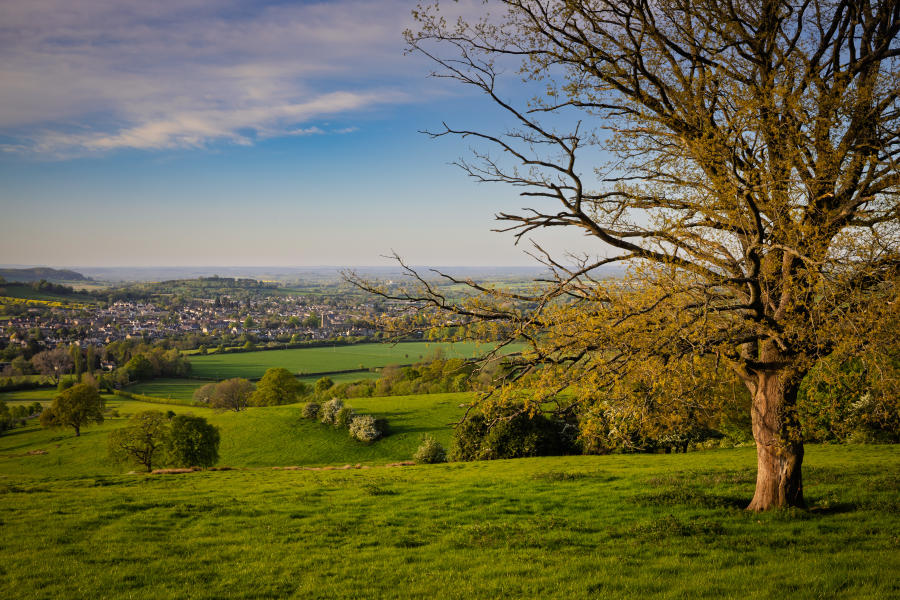 Rolling green countryside with a wide grassy field in the foreground, leading to a gently sloping valley dotted with hedgerows, trees, and patchwork farmland. A large tree with bare branches stands prominently on the right side, its trunk and limbs catching warm sunlight. In the distance, Winchcombe spreads across the landscape under a partly cloudy sky with soft blue and golden tones, suggesting late afternoon light.