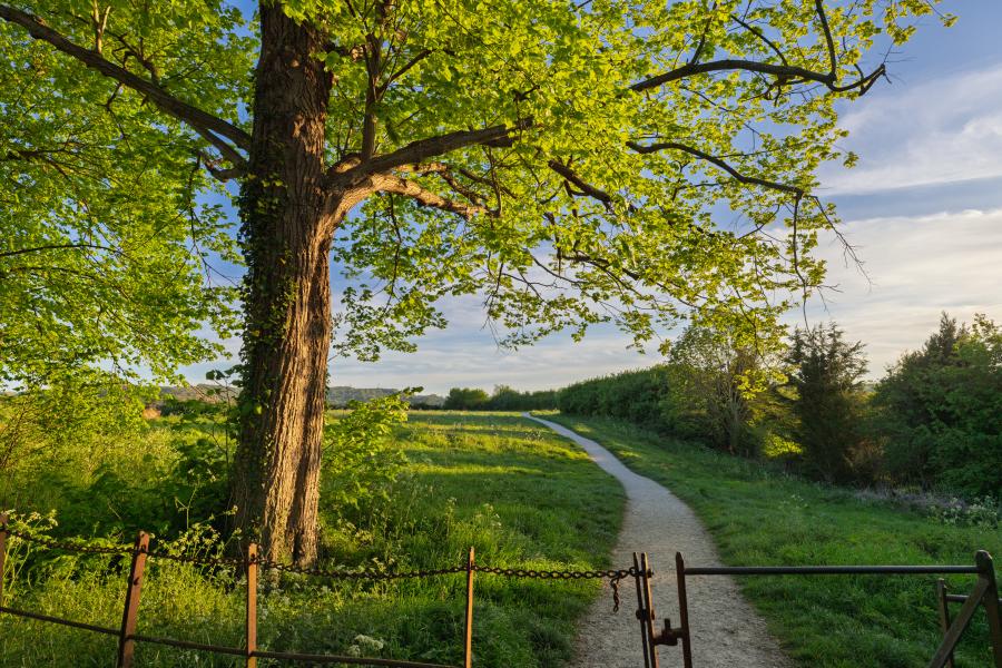 A large leafy tree with a thick trunk dominates the left foreground, its green canopy spreading wide in warm sunlight. Beneath the tree, a grassy hillside slopes gently downward, leading to a winding dirt path that curves through the landscape toward the distance. A simple metal gate and fence run across the lower edge of the scene. Beyond the path, rolling fields and hedgerows stretch across the countryside, with clusters of trees and low vegetation under a partly cloudy sky. The lighting is soft and golden, suggesting early morning or late afternoon.