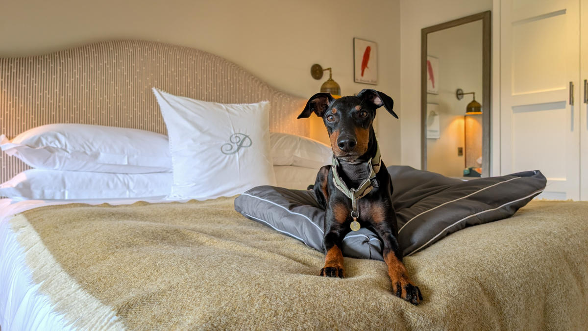Lottie Gross dog at The Painswick lying on the bed
